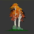 Vibrant Orange Red Leaf Trees with White Trunks on Green Grass and Stones