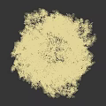 Stunning Birch Tree with White Trunk and Golden Yellow Autumn Leaves on Black Background