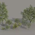 Diverse Arbor Trees Collection With Various Sizes Green Foliage And Heights
