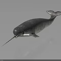 Narwhal Marine Animal With Long Spiral Tusk On Dark Background With Reflection
