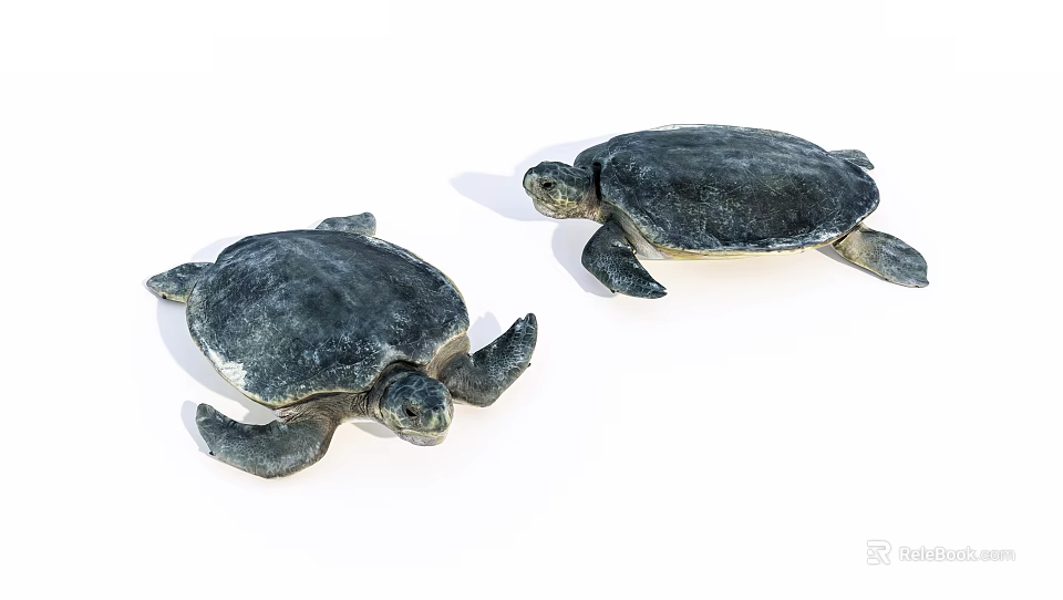 Two Marine Turtles With Dark Shells And Flippers In Ocean Habitat 3d model 