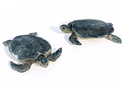 Two Marine Turtles With Dark Shells And Flippers In Ocean Habitat 3d model