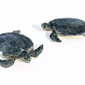 Two Marine Turtles With Dark Shells And Flippers In Ocean Habitat