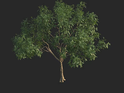 Lush Green Arbor With Dense Foliage Strong Trunk And Healthy Canopy 3d model