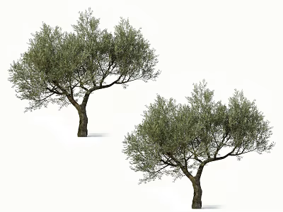 Two Tall Olive Trees With Lush Green Foliage And Branchy Structure 3d model