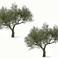 Two Tall Olive Trees With Lush Green Foliage And Branchy Structure