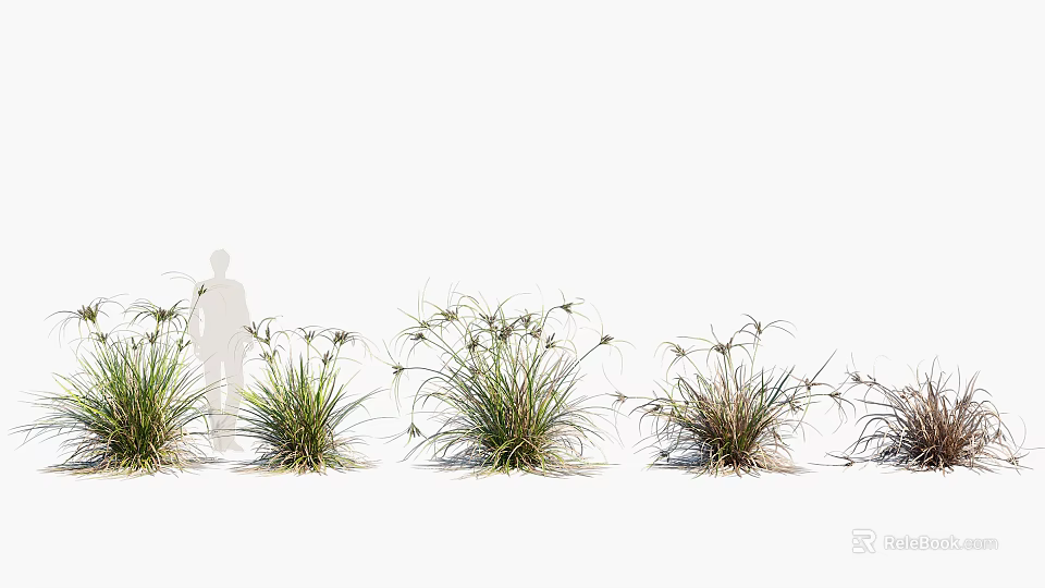 Ornamental Grasses In Garden With Natural Green Foliage And Lush Growth 3d model 