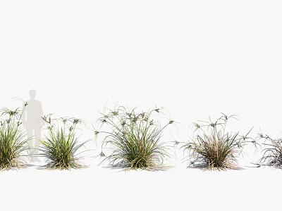 Ornamental Grasses In Garden With Natural Green Foliage And Lush Growth 3d model