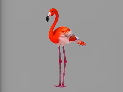 Single Red Flamingo With Long Pink Legs And Feathers Standing In Water Habitat 3d model