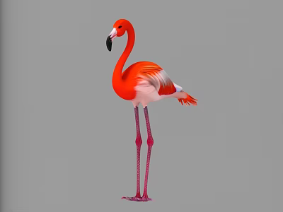 Single Red Flamingo With Long Pink Legs And Feathers Standing In Water Habitat 3d model