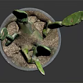 Healthy Cactus Plant With Green Flat Stems In Gray Pot Against Dark Background