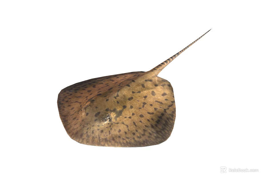 Brown Spotted Stingray With Flat Body And Long Tail Featuring Distinctive Pattern 3d model 