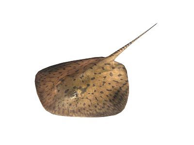 Brown Spotted Stingray With Flat Body And Long Tail Featuring Distinctive Pattern 3d model