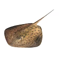 Brown Spotted Stingray With Flat Body And Long Tail Featuring Distinctive Pattern