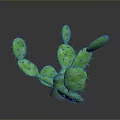 Natural Green Cactus With Branching Stems Yellow Spines And Dark Background Shadow