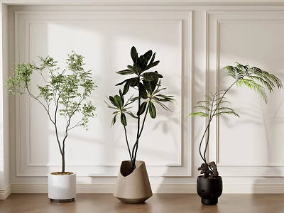 Indoor Bonsai Potted Plants With Varied Foliage And Different Planters On Wooden Floor 3d model