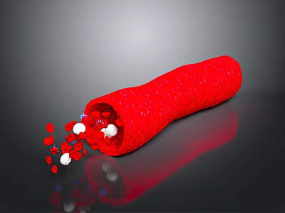 Anatomical View of Red Tubular Organ with Hair-like Structures and Internal Flowing Granules 3d model