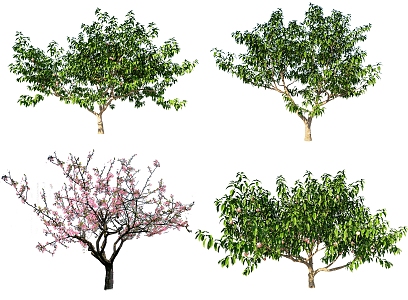 2D Peach Tree 3d model