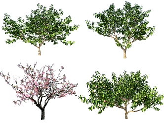 2D Peach Tree 3d model