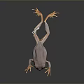 Brown Frog With Orange Limbs And Large Eyes On Dark Background