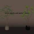 Minimalist Indoor Green Potted Plants With White And Black Ceramic Decorative Pots