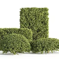 Lush Green Outdoor Bushes With Trimmed Shaped Foliage And Garden Design