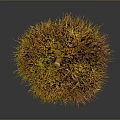 Fresh Chestnut With Spiky Golden Brown Shell On Dark Background
