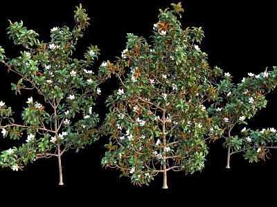 Lush Arbor Trees With Green Leaves White Flowers And Slender Trunks 3d model