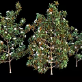 Lush Arbor Trees With Green Leaves White Flowers And Slender Trunks