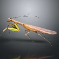 Detailed Realistic Praying Mantis With Green Brown Body And Long Legs