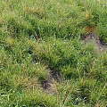 Lush Green Grass Plants With Patchy Growth And Exposed Soil In Field
