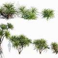 Various Varieties of Arbor Trees with Green Foliage Different Sizes and Root Structures