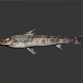 Fresh Gray And White Spotted Fish On Dark Background With Reflection
