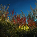 Colorful Garden Shrubs With Red And Green Foliage Illuminated Under Starry Night Sky
