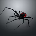 Black Spider With Red Circular Abdomen And Long Legs On Gray Background