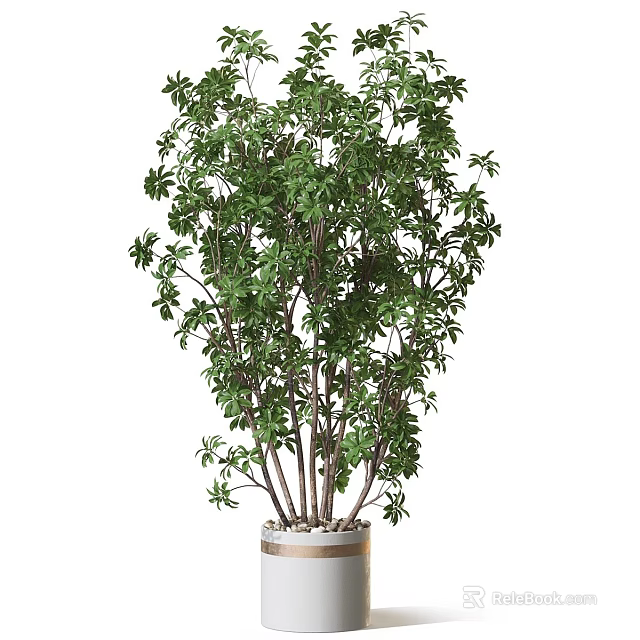Lush Green Bonsai Potted Plant With Multiple Trunks In Ceramic Pot 3d model 