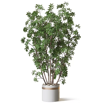 Lush Green Bonsai Potted Plant With Multiple Trunks In Ceramic Pot 3d model