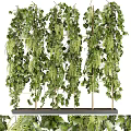 Lush Green Plant Wall Decorative Vertical Design With Trailing Vines Ferns And Metal Frame Support