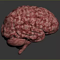 3D Anatomical Brain Model Medical Device with High Quality Realistic Texture