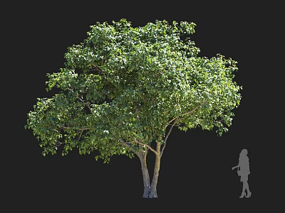 Lush Green Shrub With Dense Foliage And Human Figure For Scale Isolated On Black Background 3d model