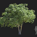 Lush Green Shrub With Dense Foliage And Human Figure For Scale Isolated On Black Background