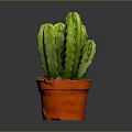 Green Multi Stemmed Cactus Plant in Red Pot for Indoor Decoration