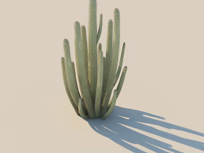 Green Cactus Bonsai Plant With Multiple Stems In Light Background 3d model