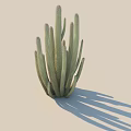 Green Cactus Bonsai Plant With Multiple Stems In Light Background 3d model