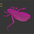 Giant Insect Specimen Featuring Detailed Brown Exoskeleton And Long Legs On Dark Background