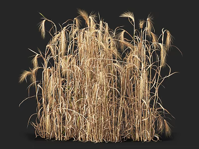 Dry Tall Golden Wheat Stalks With Feathery Tops In Bunch Against Dark Background 3d model