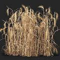 Dry Tall Golden Wheat Stalks With Feathery Tops In Bunch Against Dark Background