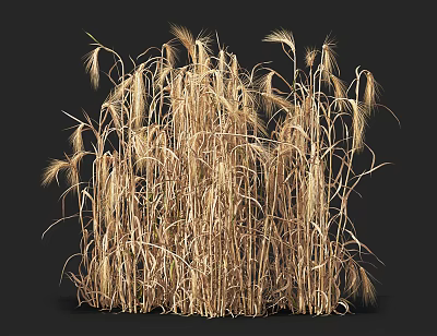 modern wheat 3d model