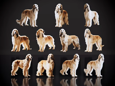 Afghan Hound Dogs In Various Poses With Light Brown White Fur On Black Background 3d model