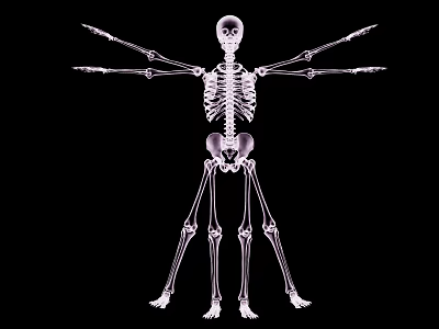 Detailed Human Skeleton Limb Bones Anatomical Structure View On Black Background 3d model